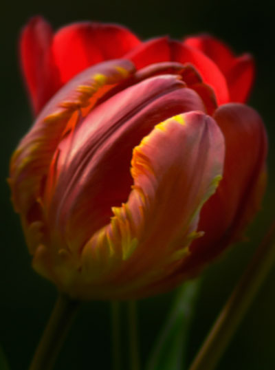 Tulpe 2013